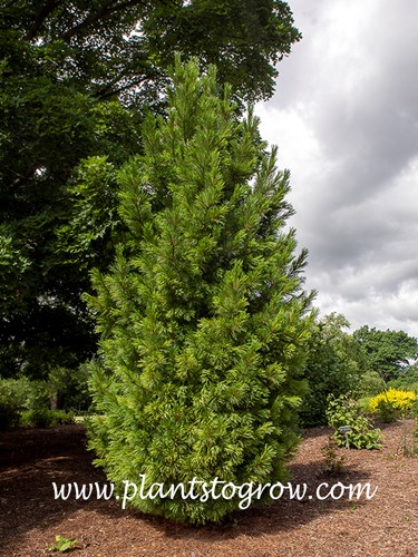 Short N Heavy Swiss Stone Pine